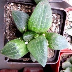 haworthia comptoniana Japan 7 см