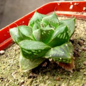 haworthia hybrid
