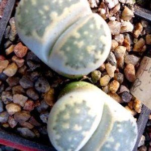 1596.9 MG lithops hallii Klippunt