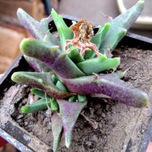faucaria selecte