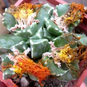 faucaria bosscheana