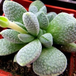 crassula tecta hybrid