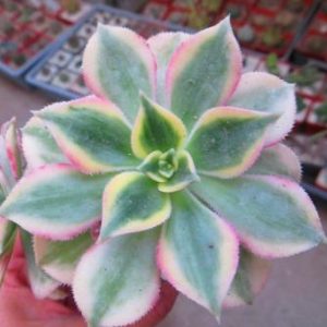 aeonium sunburst