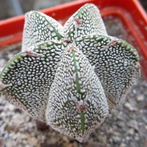 astrophytum onzuka