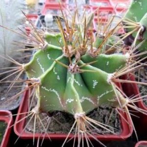 astrophytum ornatum glabrescens