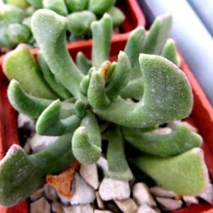rhombophyllum nelii