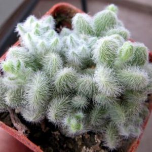 sedum hintonii