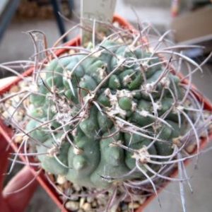 gymnocalycium ambatoense Pilz