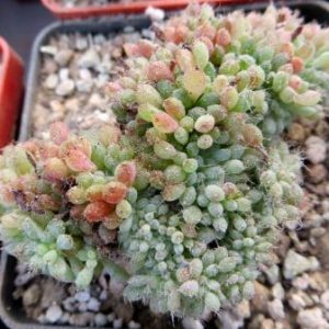 echeveria setosa cristata