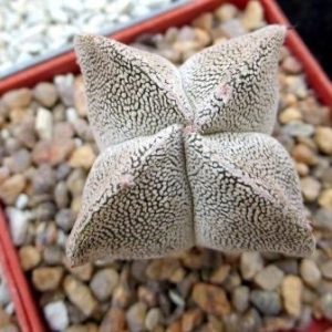 astrophytum myriostigma onzuka quadricostatum