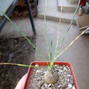 IB 11324 drimia spec. Grasridge Daam