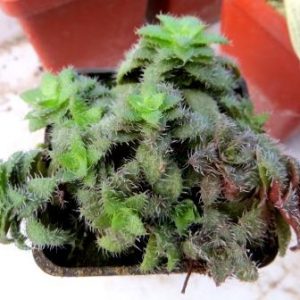 crassula setulosa