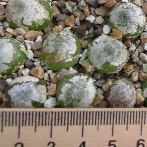 conophytum burgeri