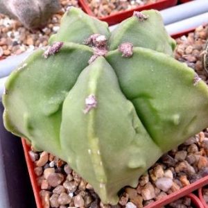 astrophytum fukuryu