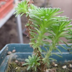 sedum multiceps