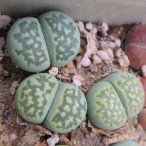 lithops salicola ‘malachite’