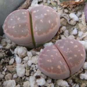 lithops olivacea c162