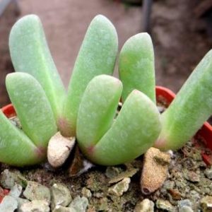 cheiridopsis sp.ЮАР