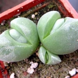 gibbaeum album