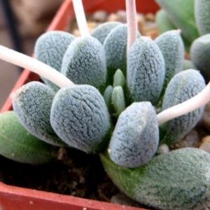 crassula  aff tecta ЮАР