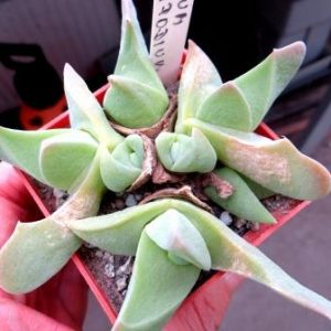 gibbaeum pachypodium