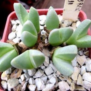 cheiridopsis vanzylii