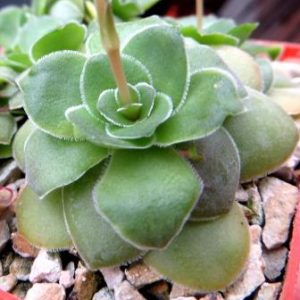 crassula sp. ЮАР