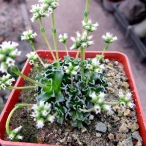 crassula susannae мелкий лист