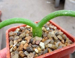 monilaria spes ЮАР