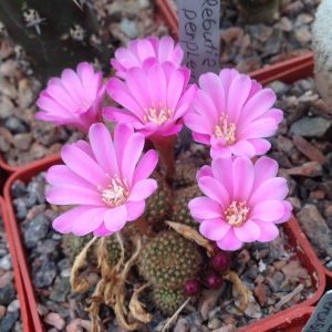 Rebutia perplexa -seeds-семена- s