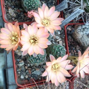 Lobivia rosalbiflora -seeds- cемена-
