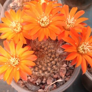 Aylostera flavistyla -seeds-семена-