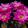 Cactus Lobivia larae with flower isolated on Black