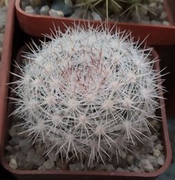 Mammillaria candida MG 589, SB280