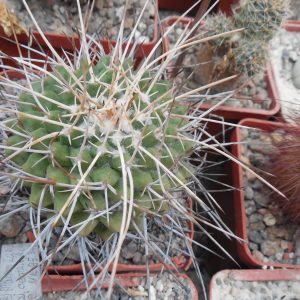 Mammillaria centricirrha MK 95.348 - P. Kupcak - отбор