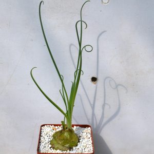 Albuca spiralis