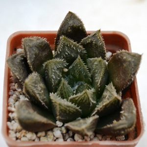 Haworthia  cooperi venusta x cv. " Cevagri"