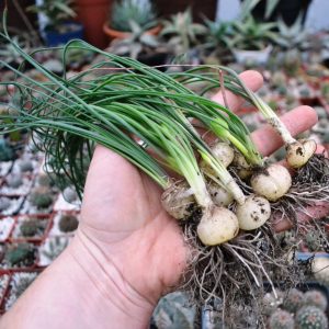 Albuca spiralis- за 1шт
