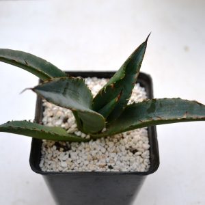 Agave titanota