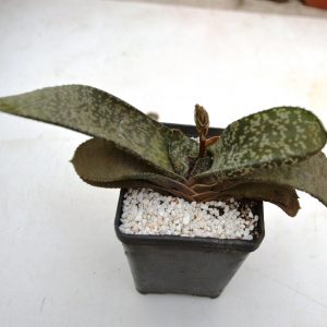Gasteria sp.