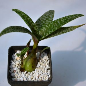 Scilla violacea (Cl 1)