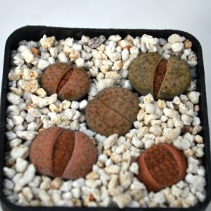 Lithops fulviceps  (набор)