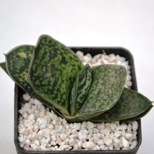 Gasteria nigricans