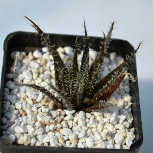 Aloe haworthioides