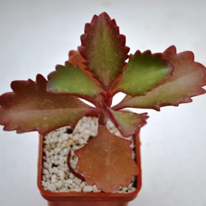 Kalanchoe sexangularis