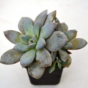 Echeveria lauii x cornicolor
