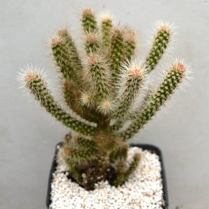 Opuntia spinosior