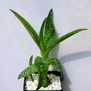 Scilla violacea