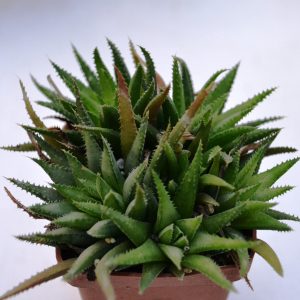Haworthia subglauca
