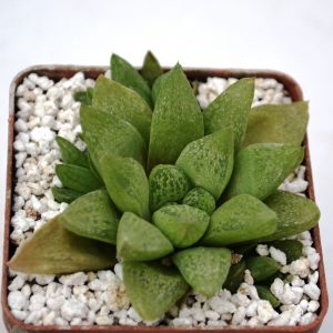 Haworthia turgida